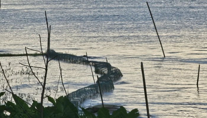 চায়না দোয়ারীতে সয়লাব পদ্মা, হারিয়ে যাচ্ছে দেশীয় মাছ