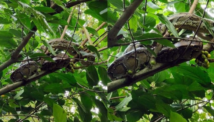 কুড়িগ্রামে অজগর উদ্ধার