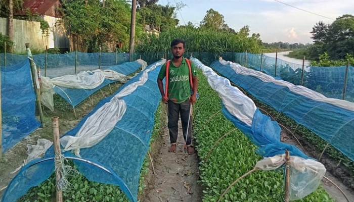সবজি চারা উৎপাদনে ব্যস্ত মানিকগঞ্জে কৃষকরা