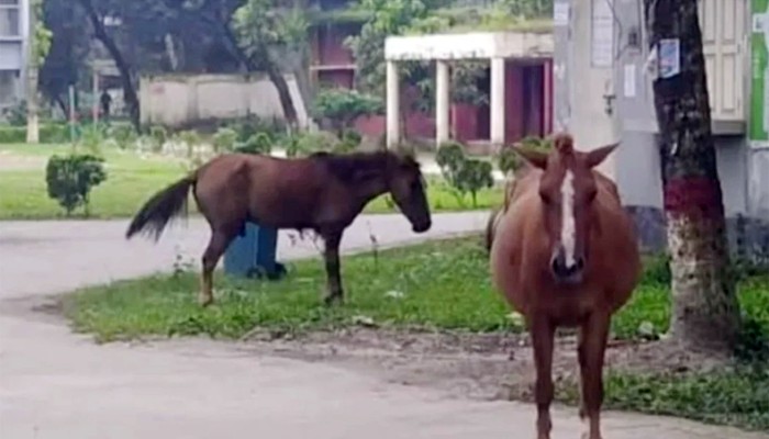 ​ঘোড়ার কামড়ে আহত ২০