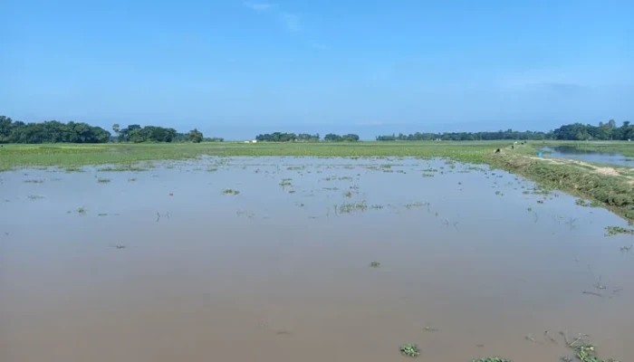 ​পানির নিচে  কৃষি জমি: দুশ্চিন্তায় হাওরের কৃষক