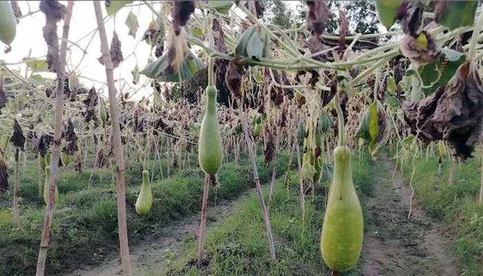​কৃষকের ৪০০ লাউ গাছ কেটে দিলো দুর্বৃত্তরা