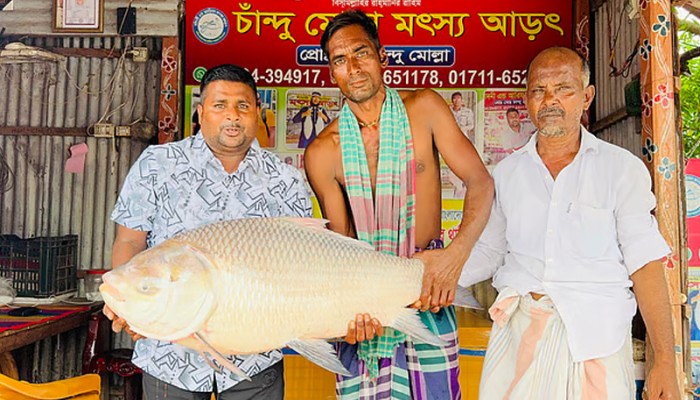 ​রাজবাড়ীতে পদ্মার এক কাতলা বিক্রি হলো ৬০ হাজার টাকায়