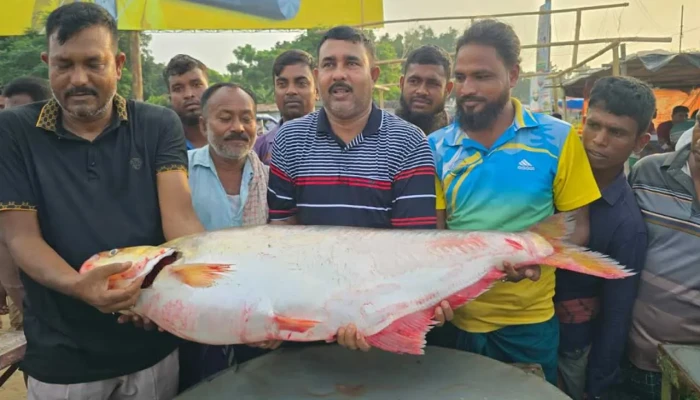 বিলুপ্ত প্রজাতির  ঢাই মাছে অবাক জেলে,   ১ লাখ ৪ হাজারে  বিক্রি