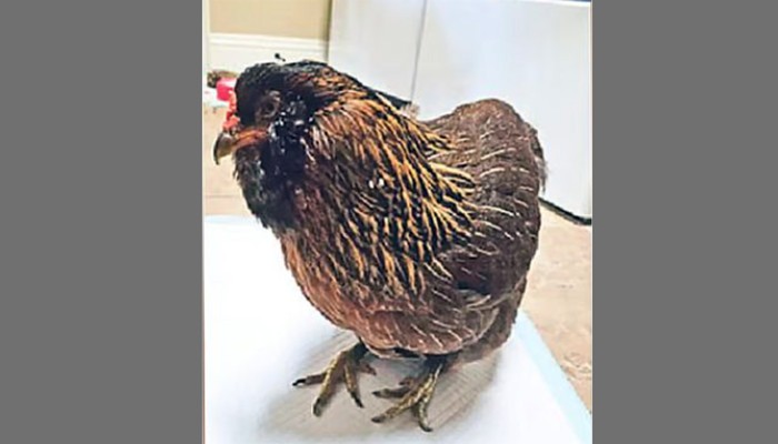 টেক্সাসের পার্ল বিশ্বের সবচেয়ে বয়স্ক মুরগি