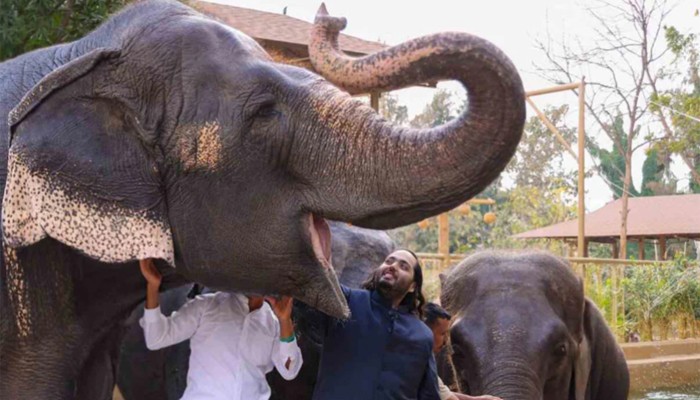 ​আম্বানিপুত্রের চিড়িয়াখানায় অবৈধ প্রাণী-বাণিজ্যের অভিযোগ ভিত্তিহীন