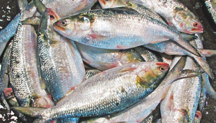 দুর্গাপূজায় ​ভারতে ইলিশ পাঠাতে ৩৭ প্রতিষ্ঠানকে অনুমতি