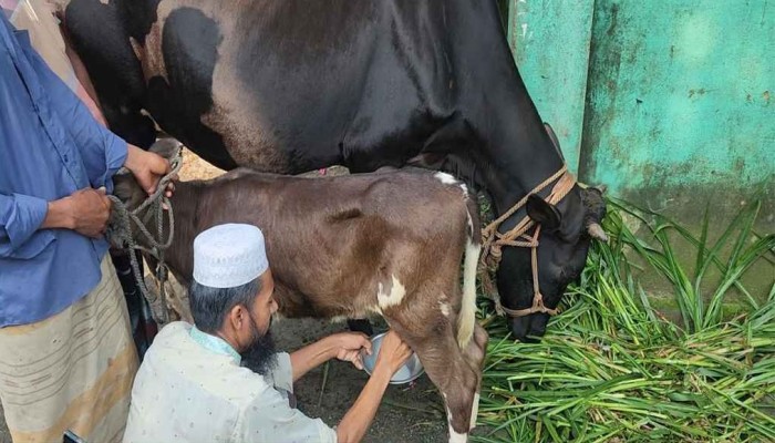 ​দুধ দিচ্ছে ১৭ দিনের বাছুর