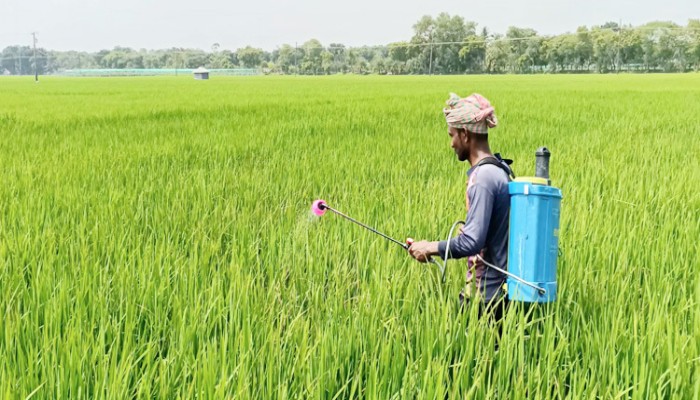 রোপা আমন ক্ষেতে পচন : দিশাহারা কৃষক