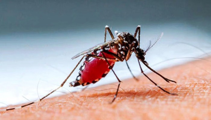 ​ডেঙ্গুতে আরও ৫ জনের মৃত্যু, হাসপাতালে ৬৬৮