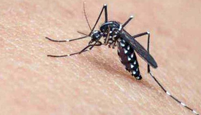 ​বরগুনায় নতুন করে ডেঙ্গু আক্রান্ত ৬৭ জন