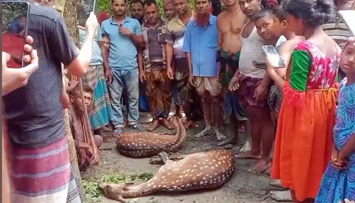 ​বাঘের তাড়া খেয়ে নদী সাঁতরে লোকালয়ে দুই হরিণ