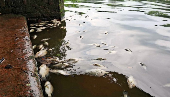 ​পুকুরে বিষ প্রয়োগে ১২ লাখ টাকার মাছ নিধন