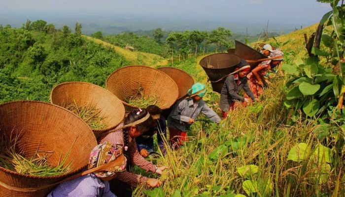 ​পাহাড়ে জুম কাটার ধুম