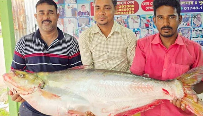 ​দৌলত‌দিয়ায় ৪৬ হাজারে বি‌ক্রি হলো এক ঢাই মা‌ছ