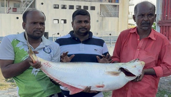 ​এক ঢাই মাছের দাম ৫৯,৪৫০ টাকা!