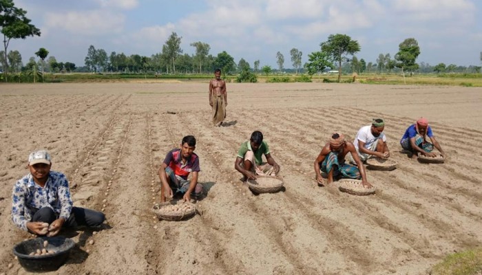 নীলফামারীতে লাভের আশায় আগাম আলু চাষে ব্যস্ত কৃষক