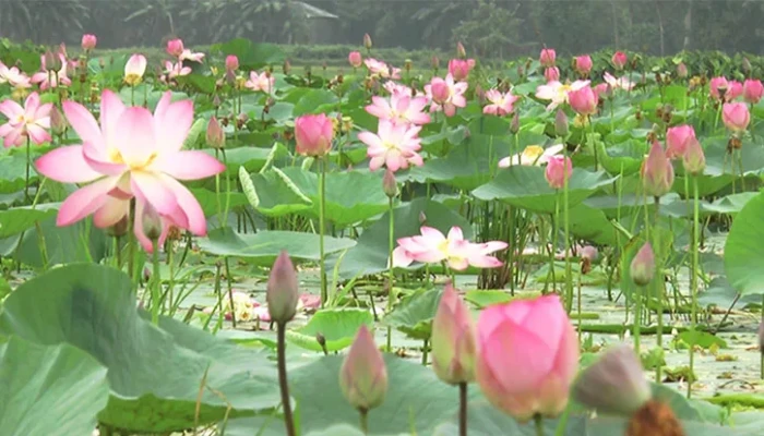 ​পদ্মে মাতা সোনাকান্ত, জল থেকে দিগন্ত