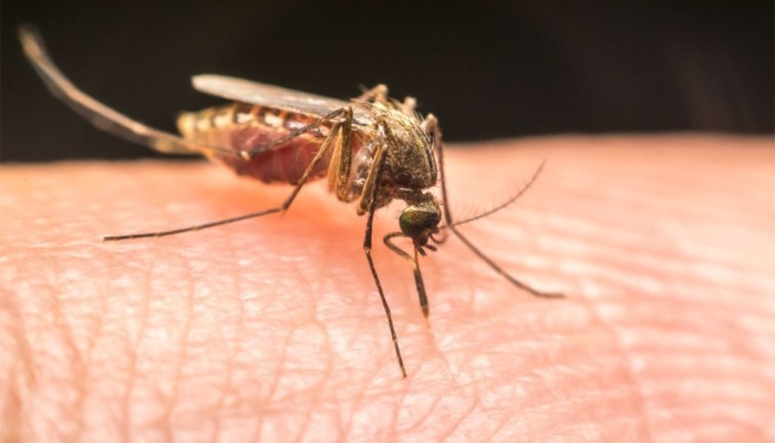 ​ডেঙ্গুতে আরও ৯ প্রাণ ঝরল