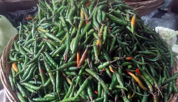 ​কাঁচামরিচের দাম ১০০ টাকা কমেছে
