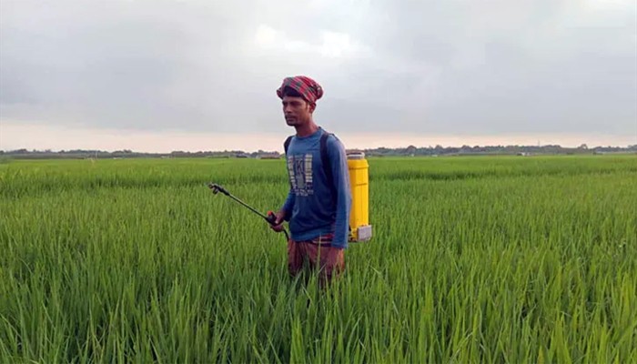 ​দৌলতপুরে পোকার আক্রমণে হুমকির মুখে ফলন