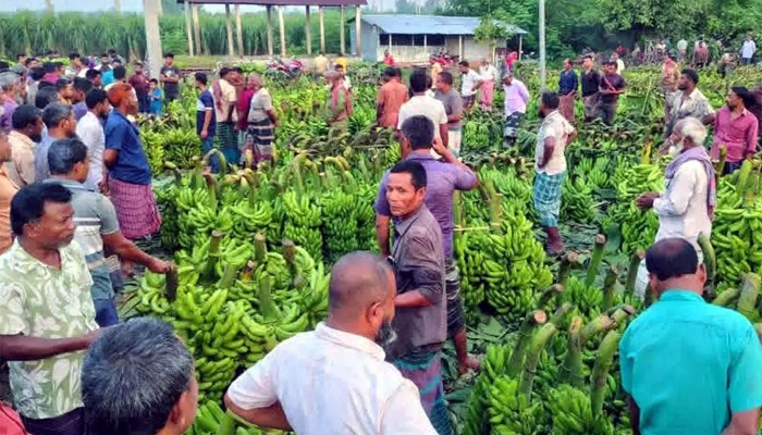 ​দশমাইল কলার হাট, দিনে বিক্রি কোটি টাকা!