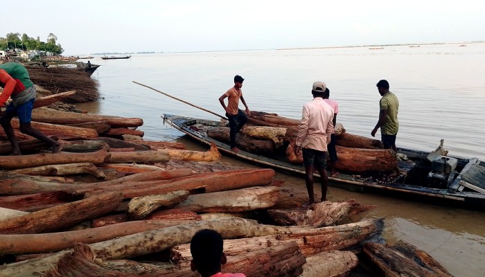 ​‘লাল চন্দন’ ভেবে বিক্রি হচ্ছে নদীতে ভেসে আসা কাঠের গুঁড়ি