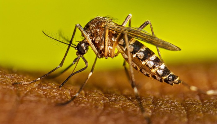 ​ডেঙ্গুতে আরও ৩ মৃত্যু, হাসপাতালে ৭০০