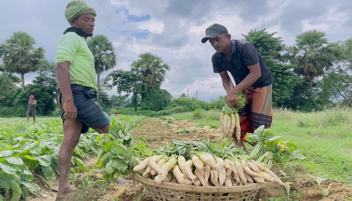 মুলা চাষে সফলতা, খুশিতে কৃষক