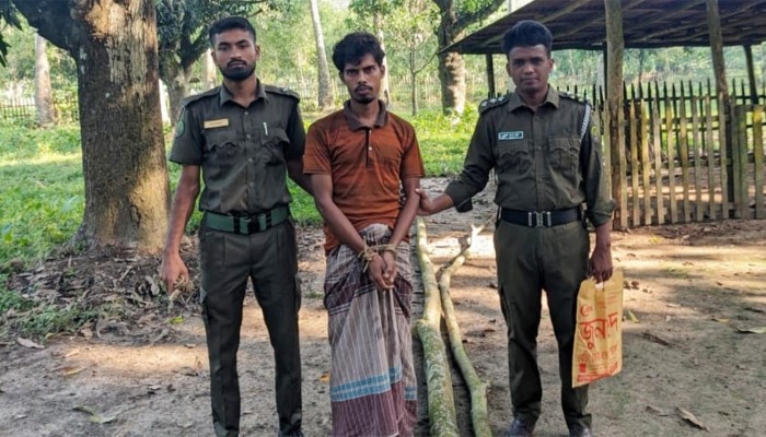 ​নবাবগঞ্জে সংরক্ষিত বনের গাছ কাটায় গ্রেপ্তার