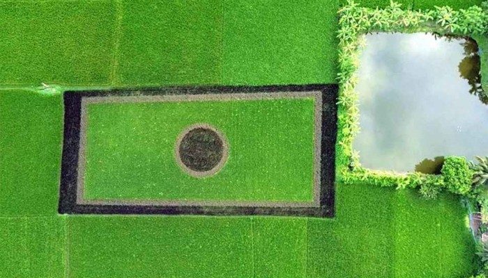 ​ধানখেতে আঁকা জাতীয় পতাকা, নজর কাড়ছে নাটোরে