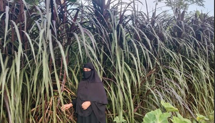 ​ঘাস থেকে গুড় তৈরি করে স্বাবলম্বী খাদিজা বেগম