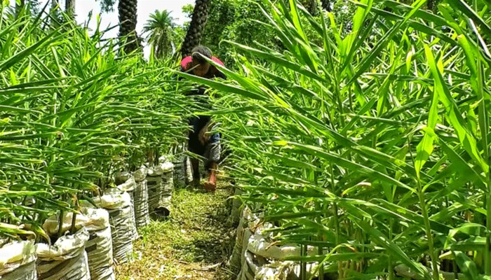 ​আদা চাষে কৃষকের সাফল্য, ছোট জায়গায় বড় সম্ভাবনা