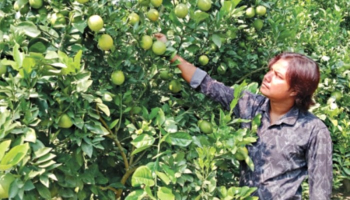 সবুজ মালটার বাড়ি চুয়াডাঙ্গা: বছরে বিক্রি ২১ কোটি টাকা