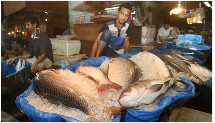 ​ইলিশের চাপ রুই-কাতলায়