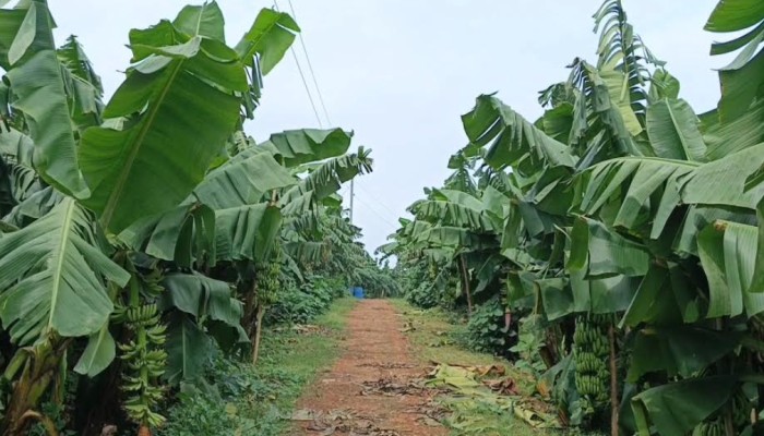 ​কলা চাষে নতুন দিগন্ত : ভালুকায় ৩২০ হেক্টর জমিতে চাষ হচ্ছে কলা