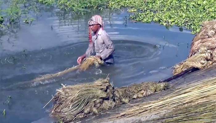 চাঁপাইনবাবগঞ্জে পাটের দামে খুশি চাষি
