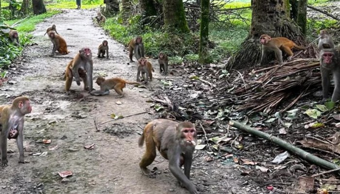 বনে খাবারের অভাব, দলবেঁধে লোকালয়ে ছুটছে বানর
