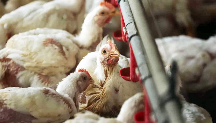 ​ইউরোপজুড়ে বার্ড ফ্লুর প্রাদুর্ভাব, দেশে দেশে পোলট্রি খামার লকডাউন