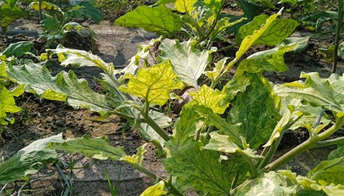 ​বেগুন গাছে ভাইরাস, লোকসানে কৃষক