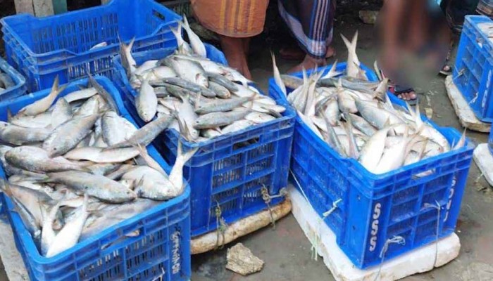 ​নিষেধাজ্ঞা শেষে ঝাঁকে ঝাঁকে মিলছে ইলিশ