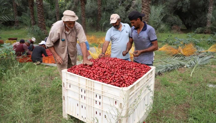 ​ব্র্যান্ড হিসেবে পরিচিতি পাচ্ছে ফিলিস্তিনি খেজুর, উৎপাদনে রেকর্ড