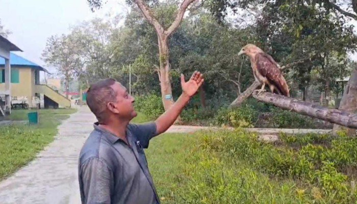 বন কর্মকর্তার সঙ্গে নাস্তা করে ঈগল পাখি
