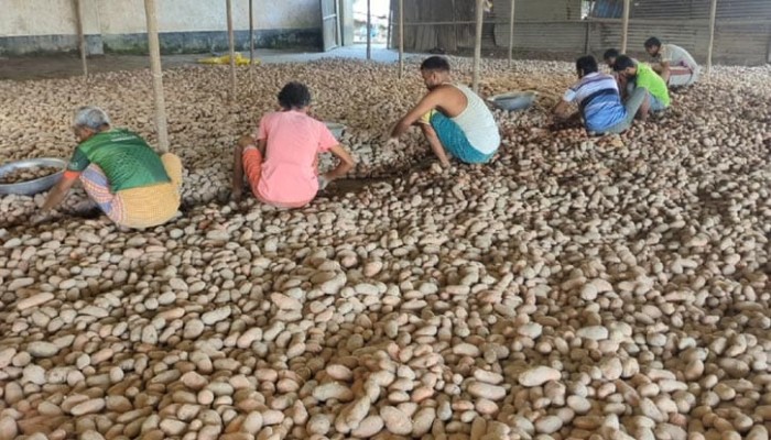 ​৪৮ কেজি আলুতে মিলছে ৩৬ টাকা!