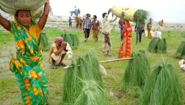 ​চরের জীবন ‘কাইশা’