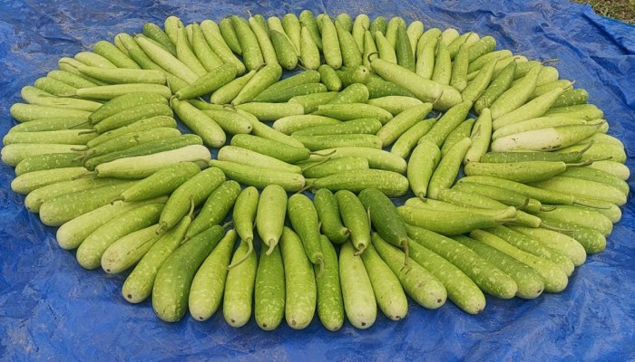 ​ঠাকুরগাঁওয়ে চিচিঙ্গার কেজি ২, লাউ ৪ টাকা