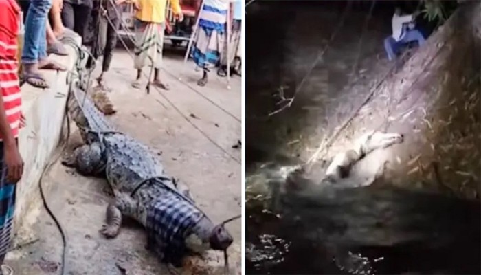 ​অবশেষে ফাঁদে ধরা পড়লো সেই কুমিরটি