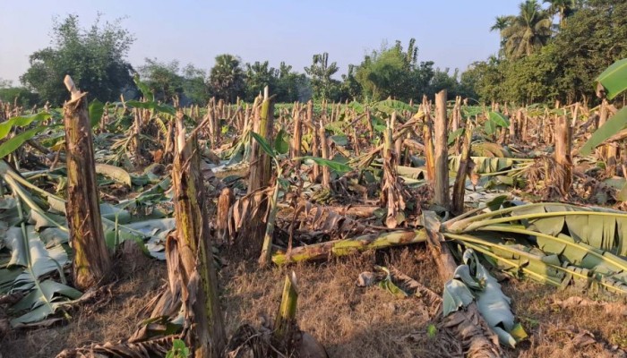 ​রাতের আধাঁরে কেটে ফেলা হয়েছে কৃষকের দেড় বিঘা জমির কলাগাছ