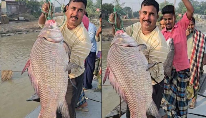 ​পদ্মার এক কাতলারই দাম উঠল ৫৩ হাজার টাকা