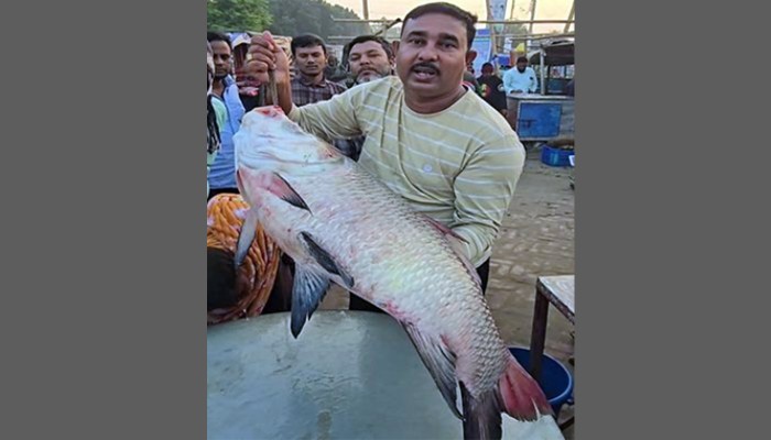 ​পদ্মার এক কাতল ৫৩ হাজারে বিক্রি